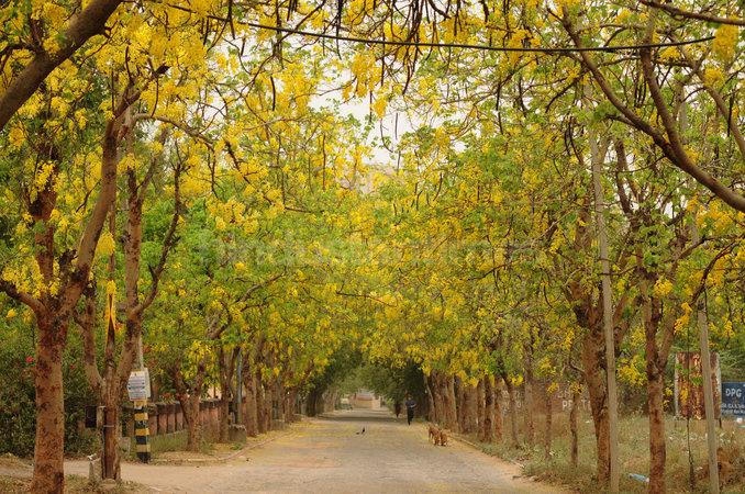 Golden Shower Tree